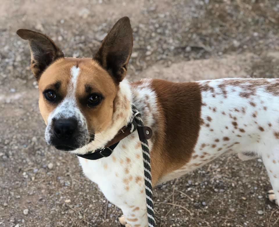 Adopt a friend: Koi